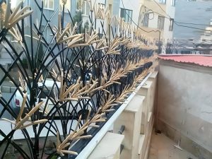 فروشگاه طرح های شیک حفاظ شاخ گوزنی