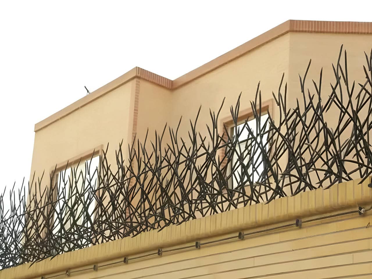 حفاظ شاخ گوزنی | ایمن فیکس حفاظ شاخ گوزنی