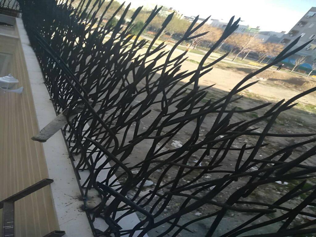 حفاظ شاخ گوزنی در شهر های مرطوب