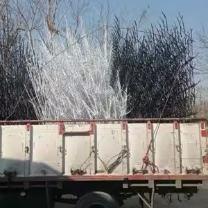 کاربرد حفاظ شاخ گوزنی