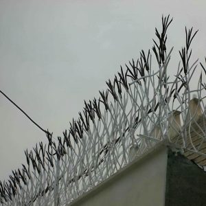 حفاظ شاخ گوزنی در هشتگرد