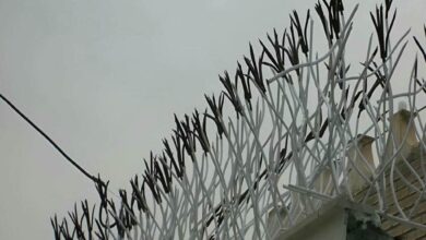 حفاظ شاخ گوزنی در هشتگرد
