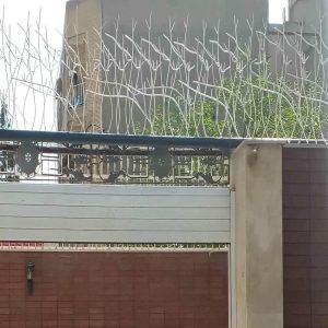 حفاظ شاخ گوزنی در سنندج