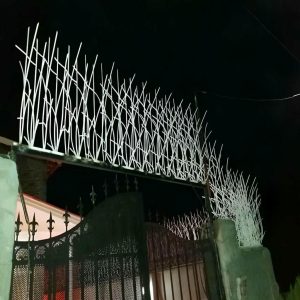 حفاظ شاخ گوزنی در بندرعباس