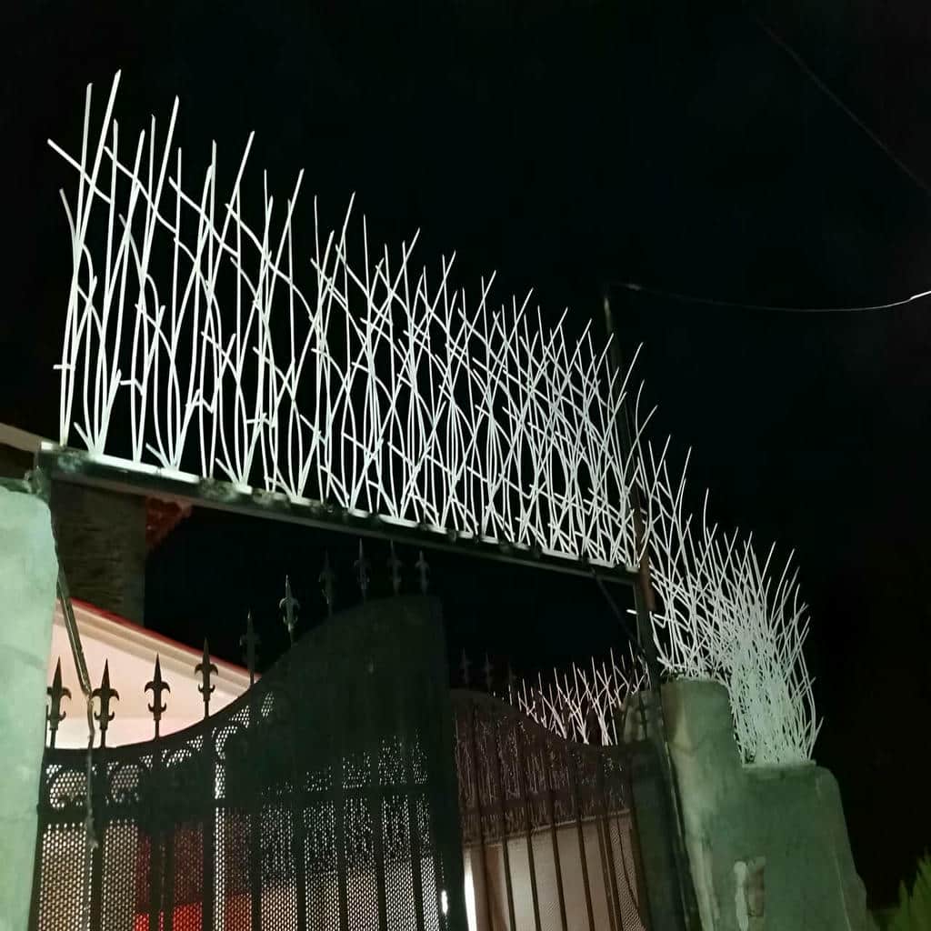 حفاظ شاخ گوزنی در بندرعباس