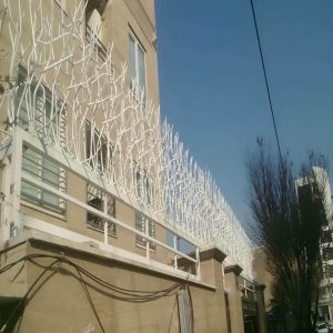 حفاظ شاخ گوزنی در سقز