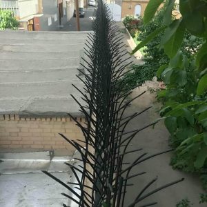 حفاظ شاخ گوزنی در بندر دیلم