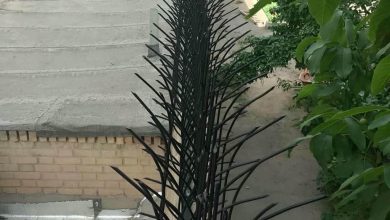حفاظ شاخ گوزنی در بندر دیلم