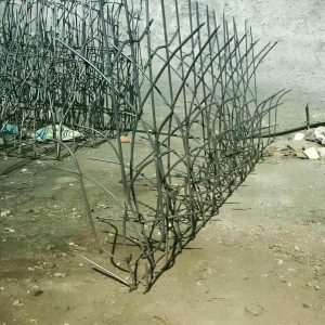حفاظ شاخ گوزنی در بندر بوشهر