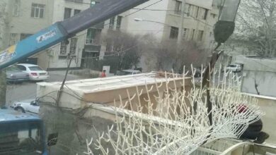 حفاظ شاخ گوزنی در کرمان