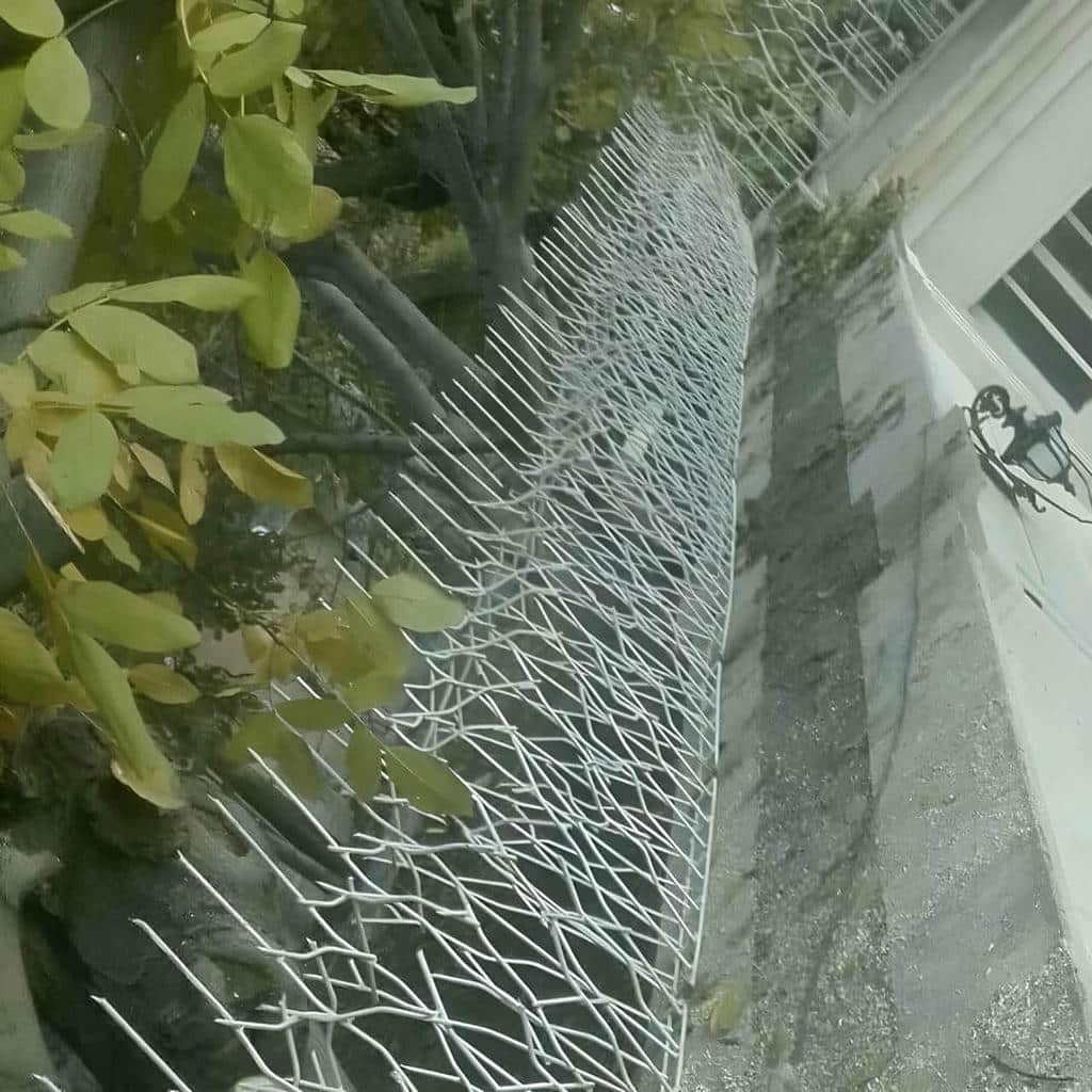 حفاظ شاخ گوزنی در سبزوار