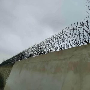 حفاظ شاخ گوزنی در استان گلستان