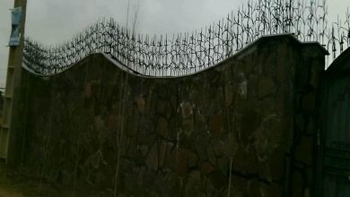 حفاظ شاخ گوزنی در کرج