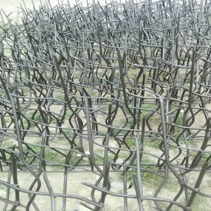 حفاظ شاخ گوزنی در مهرشهر کرج