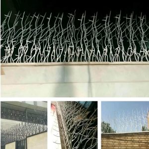 حفاظ شاخ گوزنی در لواسان