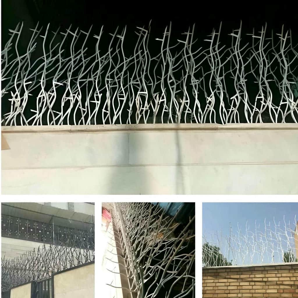 حفاظ شاخ گوزنی در لواسان