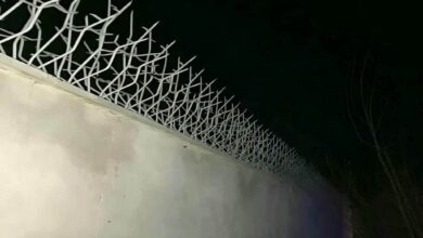 حفاظ شاخ گوزنی در نسیم شهر