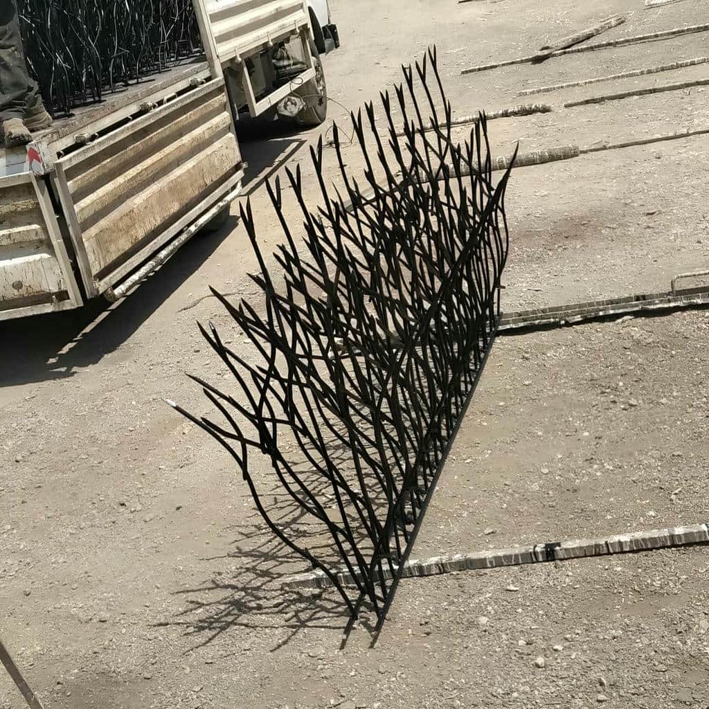 حفاظ شاخ گوزنی در ایرانشهر