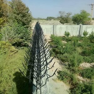 حفاظ شاخ گوزنی در محمدشهر