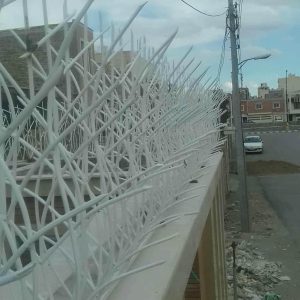 حفاظ شاخ گوزنی در بندر لنگه