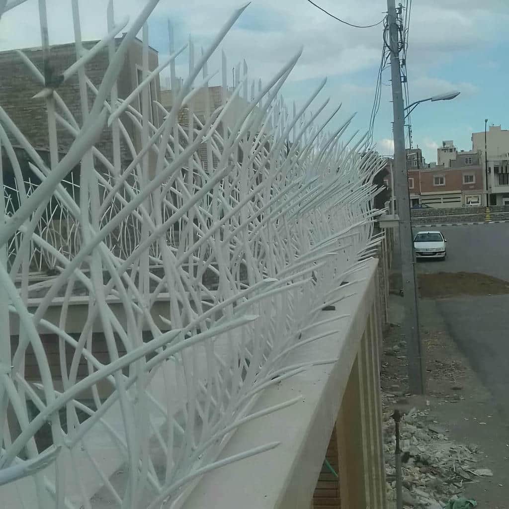حفاظ شاخ گوزنی در بندر لنگه