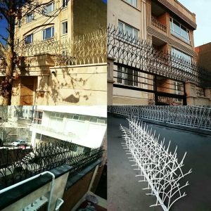 حفاظ شاخ گوزنی در اراک