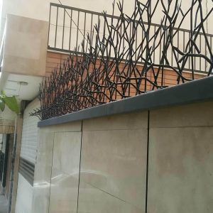 حفاظ شاخ گوزنی در ایلام