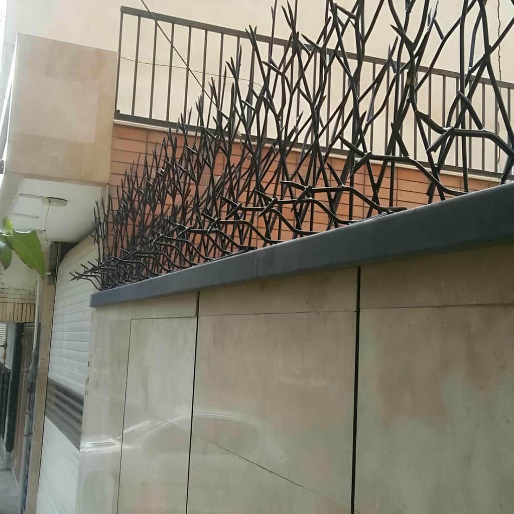 حفاظ شاخ گوزنی در ایلام