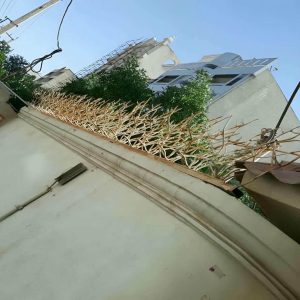 حفاظ شاخ گوزنی در دماوند