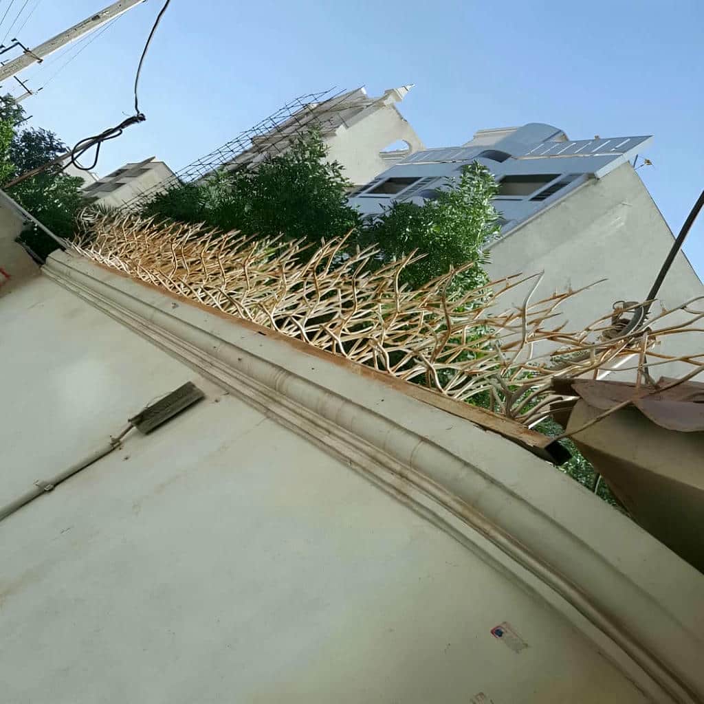 حفاظ شاخ گوزنی در دماوند