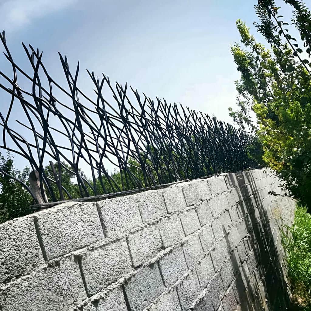 حفاظ شاخ گوزنی در چالوس