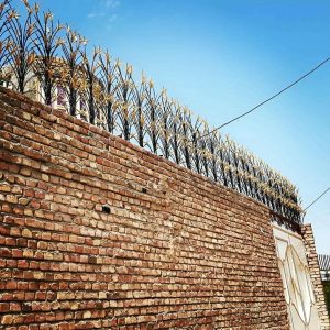 حفاظ شاخ گوزنی در فردیس کرج