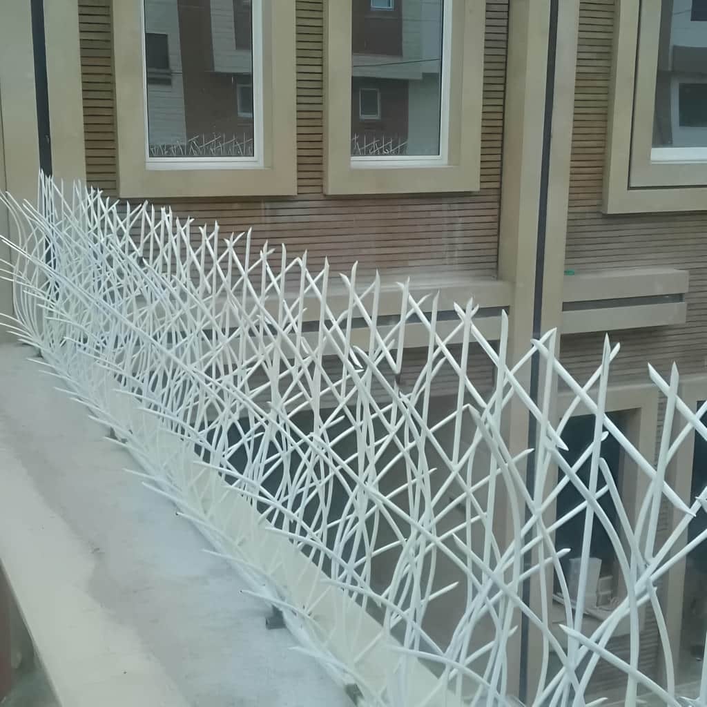 حفاظ نیزار تاج‌دار مناسب قاب ورودی باغ