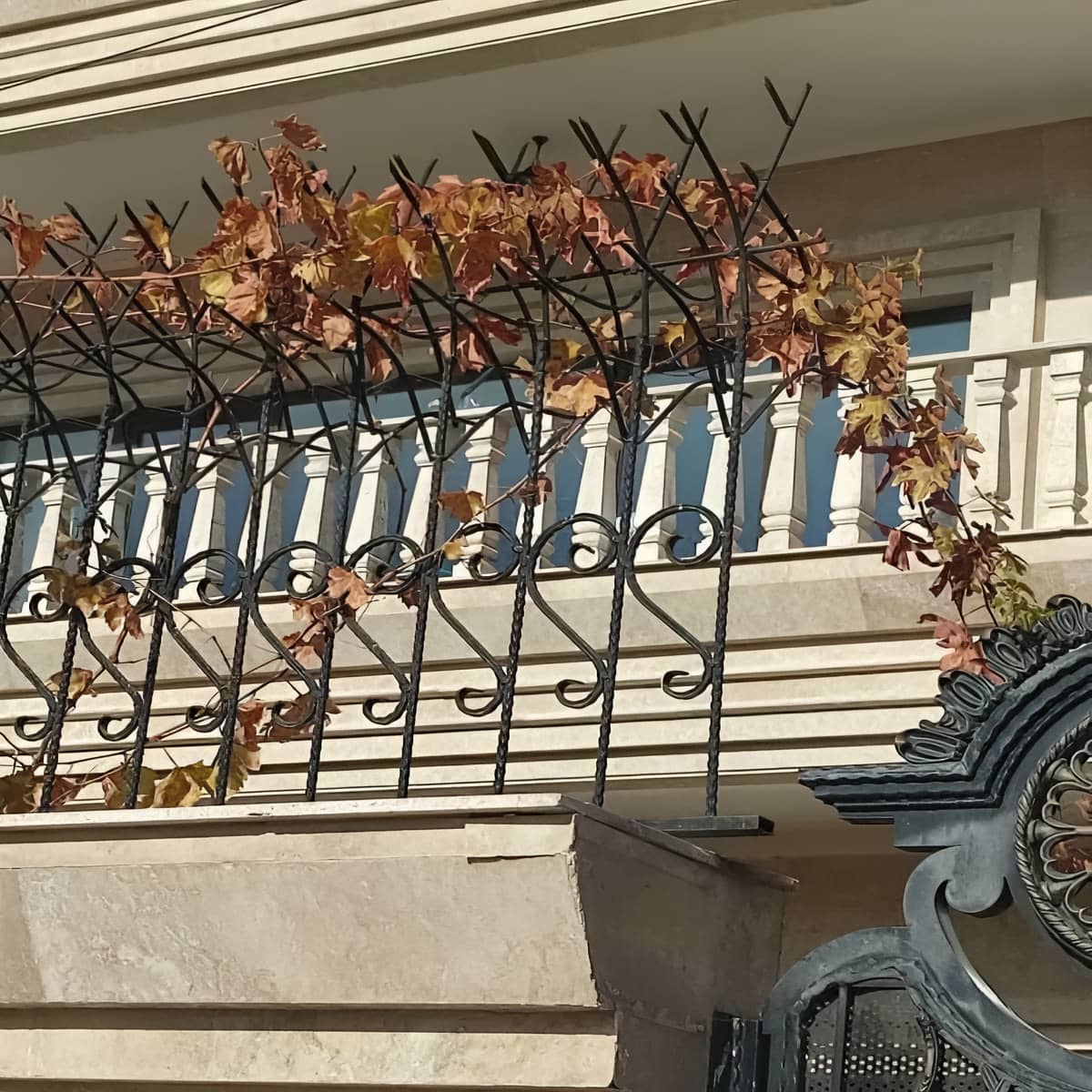 قیمت حفاظ شاخ گوزنی