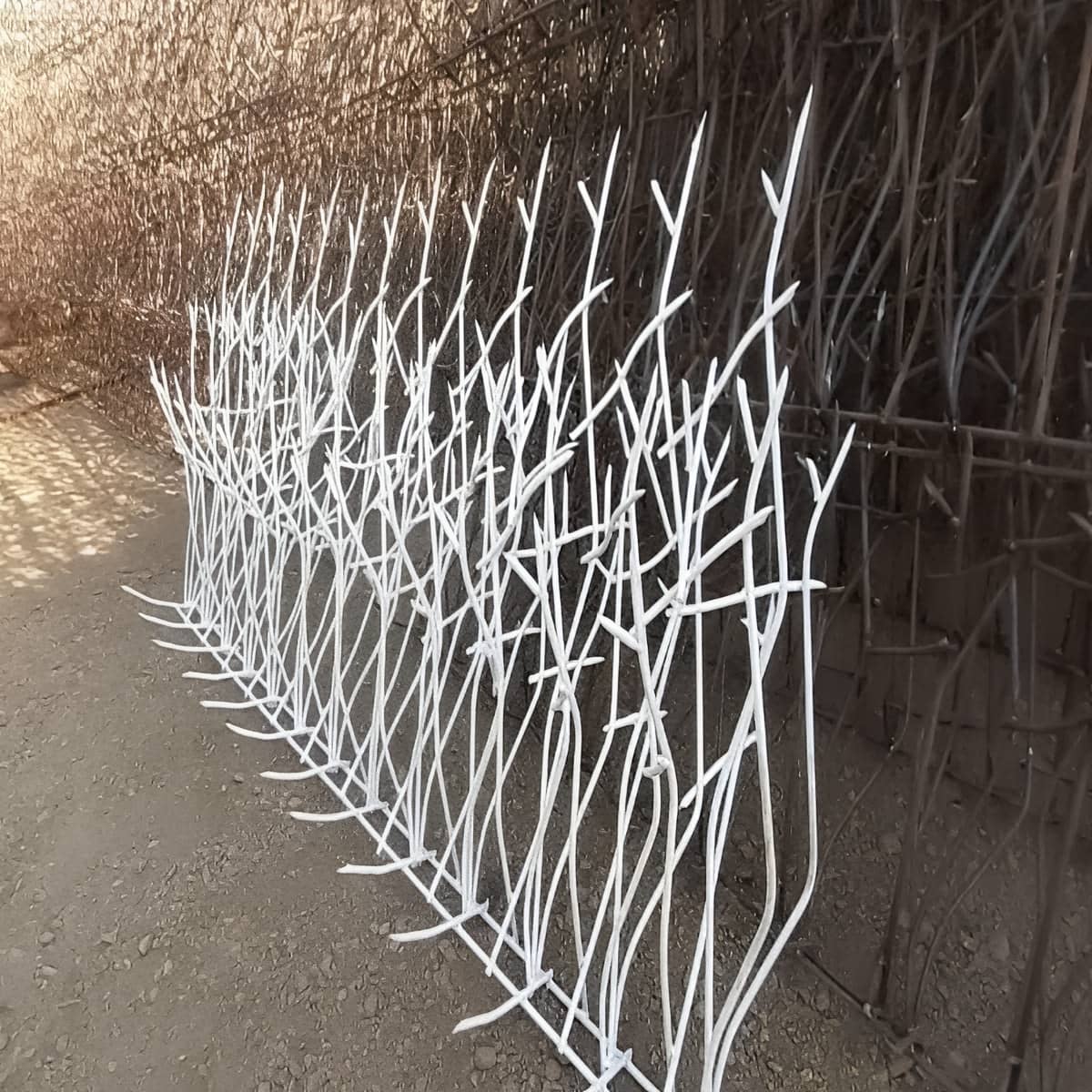 حفاظ شاخ گوزنی برای دیوارها